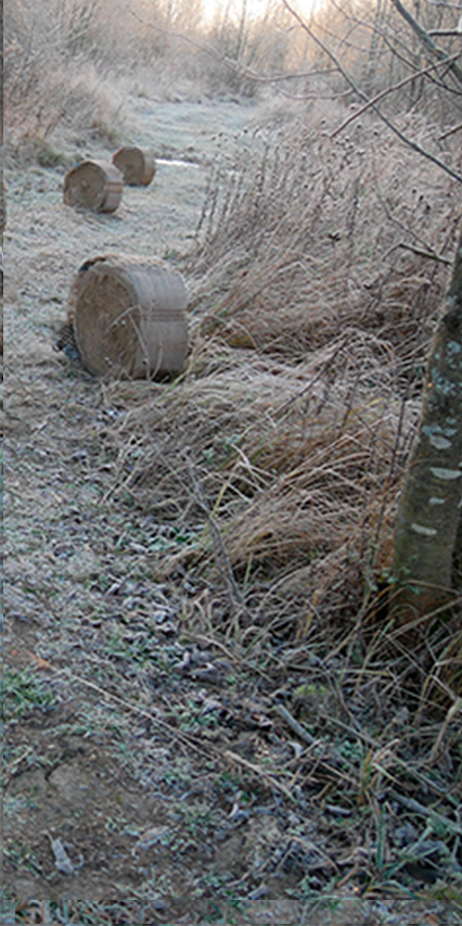 Tumbleweed by Julia Nesis